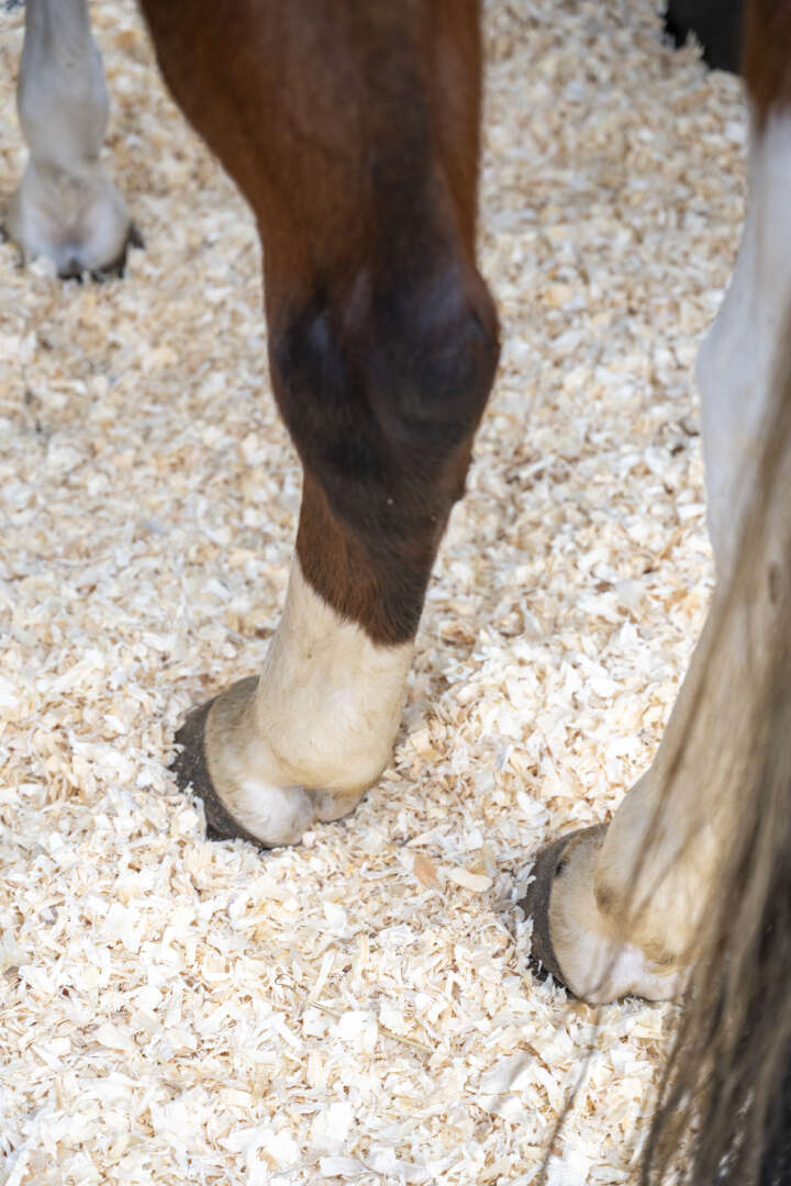 KANTRIE Hobelspäne XL